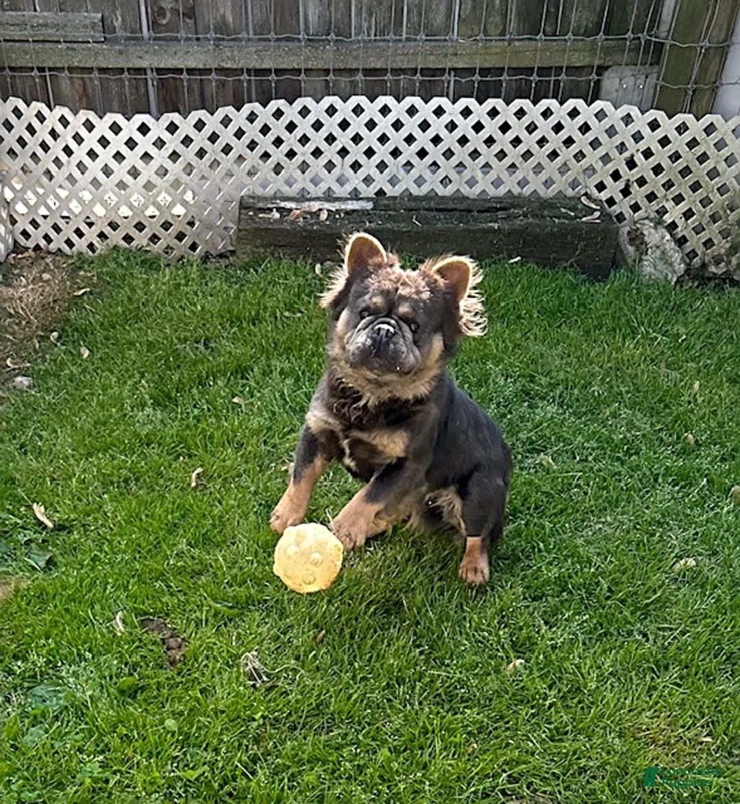 French Bulldog dogs for sale: Memphis Fluffy - Ad 4