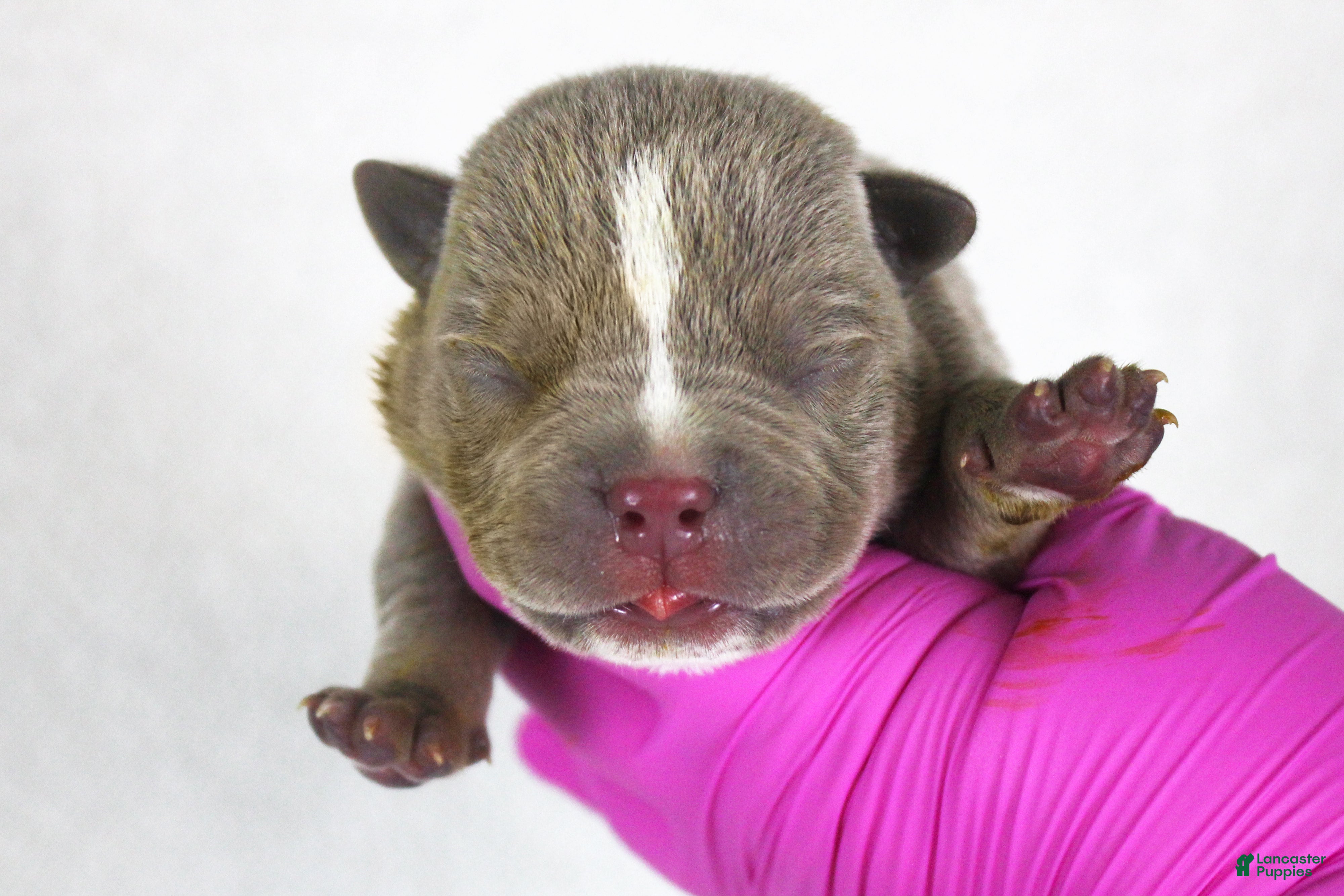 American Bully dogs Lilac Male - Ad 2