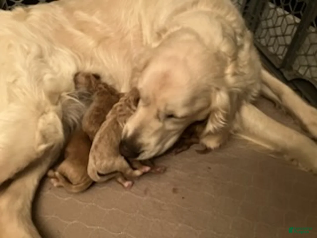 Mini Goldendoodle dogs for sale: Mini Goldendoodle, Celia - Ad 16