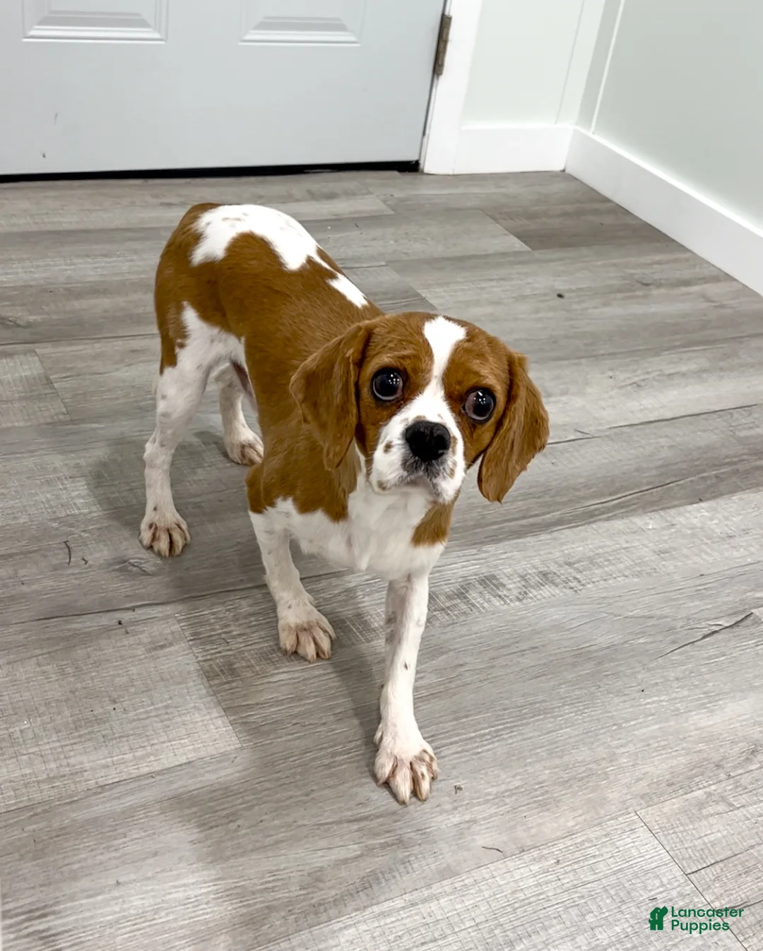 Cavalier King Charles Spaniel dogs for sale: Brady - Ad 7