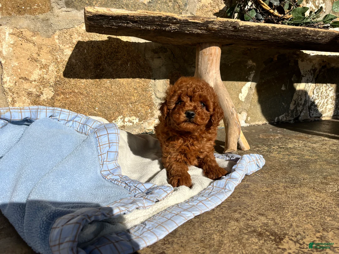 Toy Poodle dogs for sale: Little Tot❤️🐾AKC 6/7 lb❤️Call or Text 717-940-9223 - Ad 4