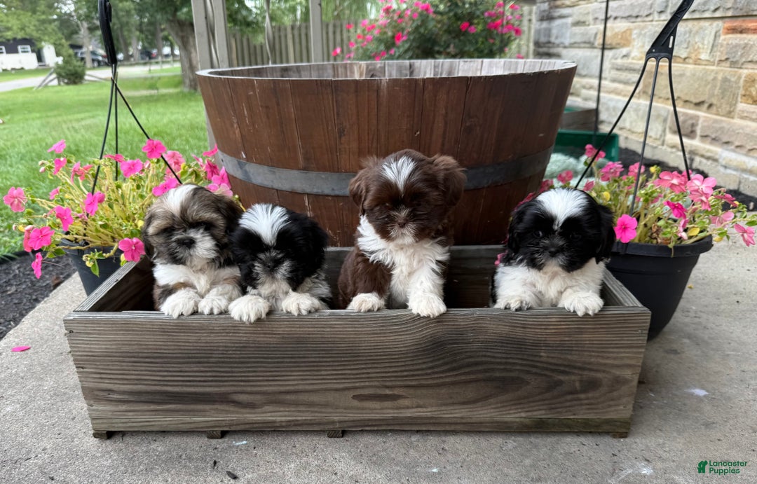 Gallery Image {{count}}