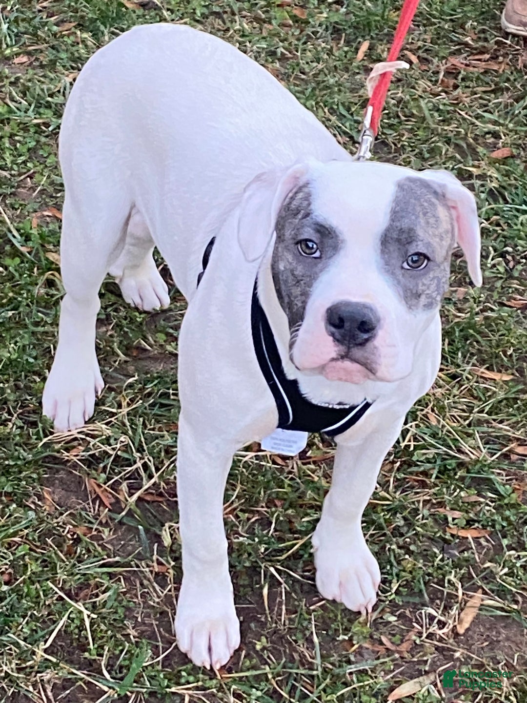 Mixed Breed dogs for sale: Frost - Ad 2