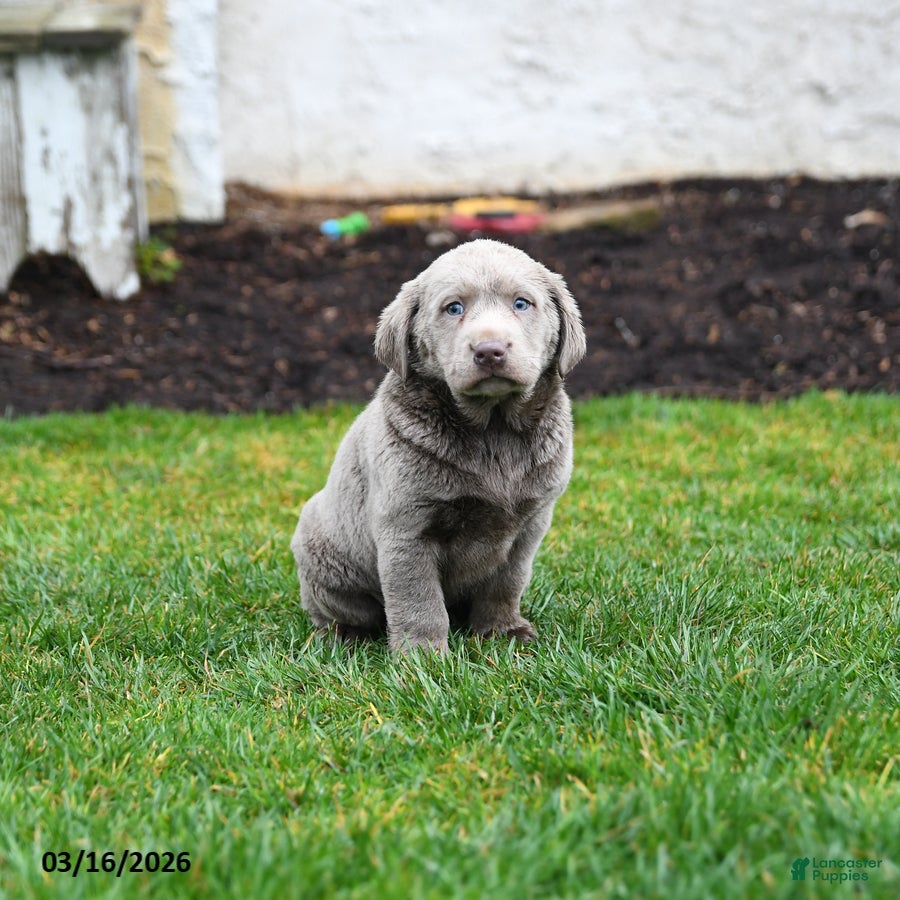 Labrador Retriever dogs Pebbles - Ad 1