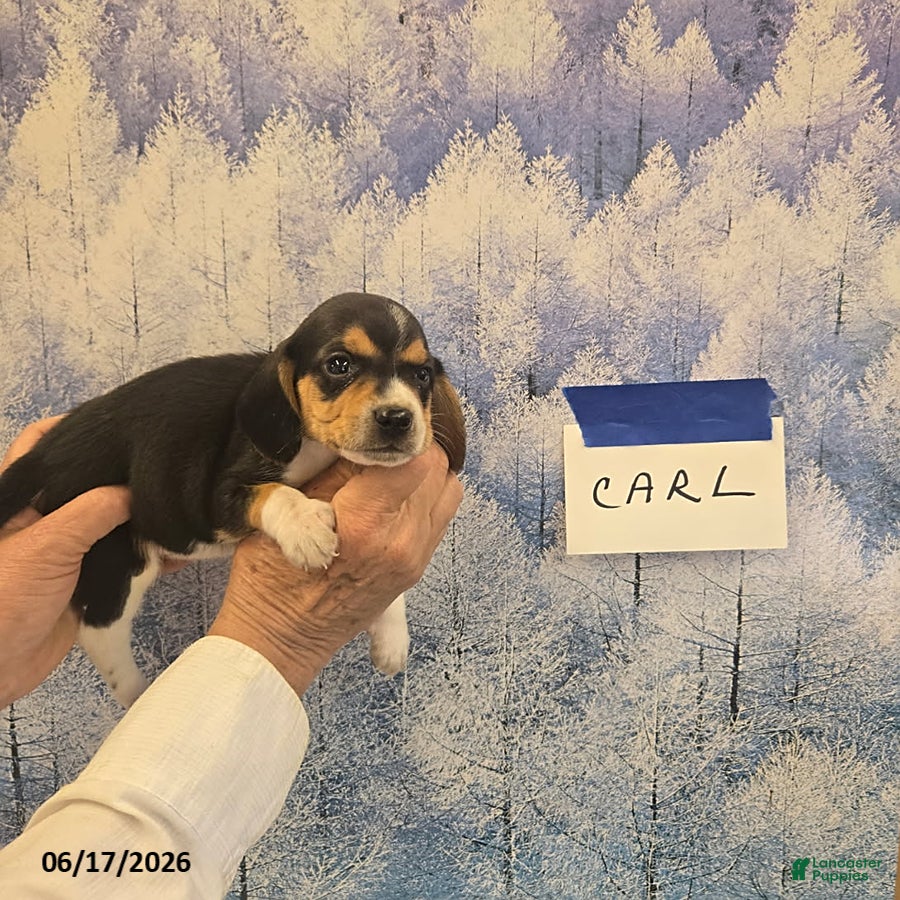Beagle dogs Carl - Ad 6