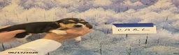 Beagle dogs for sale: Carl - Ad 1