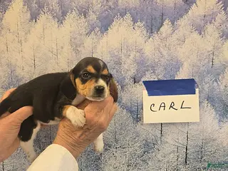 Beagle dogs Carl - Ad 6
