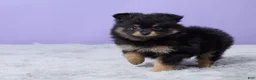 Pomeranian dogs for sale: Twila - Ad 4