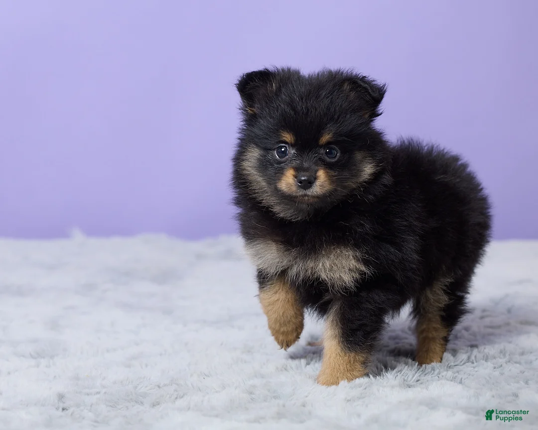 Pomeranian dogs for sale: Twila - Ad 4