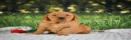Golden Retriever dogs for sale: Joey - Ad 7