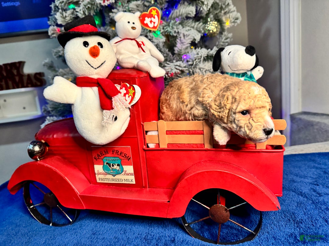 Toy Poodle dogs for sale: Nicholas - Ad 4