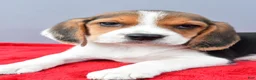 Beagle dogs for sale: Dora - Ad 3