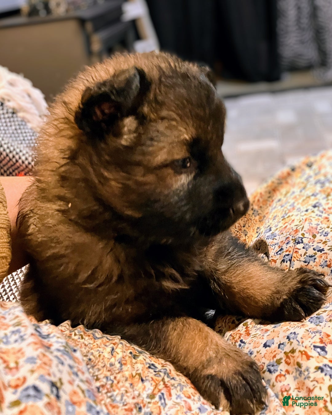 German Shepherd dogs for sale: ♥️SWEET SABLE ♥️ - Ad 23