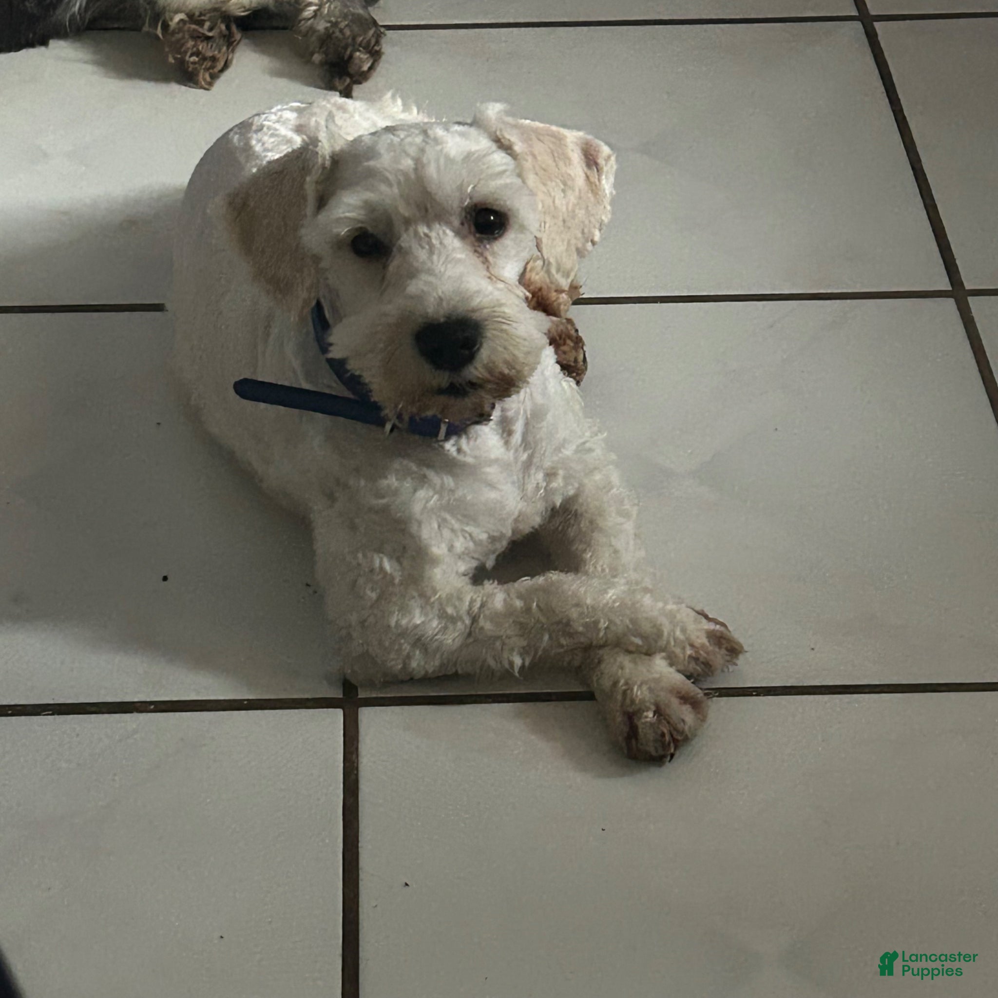 Miniature Schnauzer dogs Akc Bruno  - Ad 40
