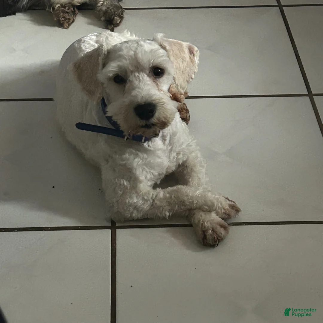 Miniature Schnauzer dogs for sale: Akc Bruno  - Ad 1