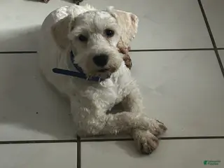 Miniature Schnauzer dogs Akc Bruno - Ad 41