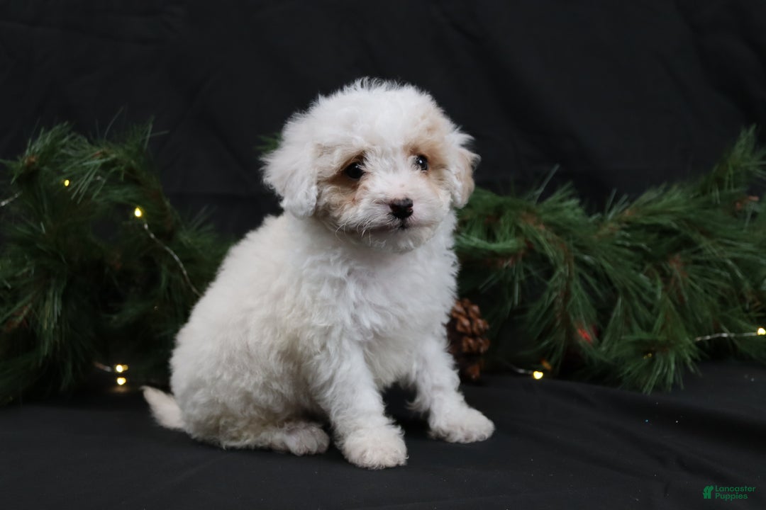 Cavapoo dogs for sale: Joy - Ad 4