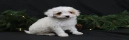 Cavapoo dogs for sale: Joy - Ad 2