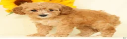 Cavapoo dogs for sale: Mandy - Ad 3
