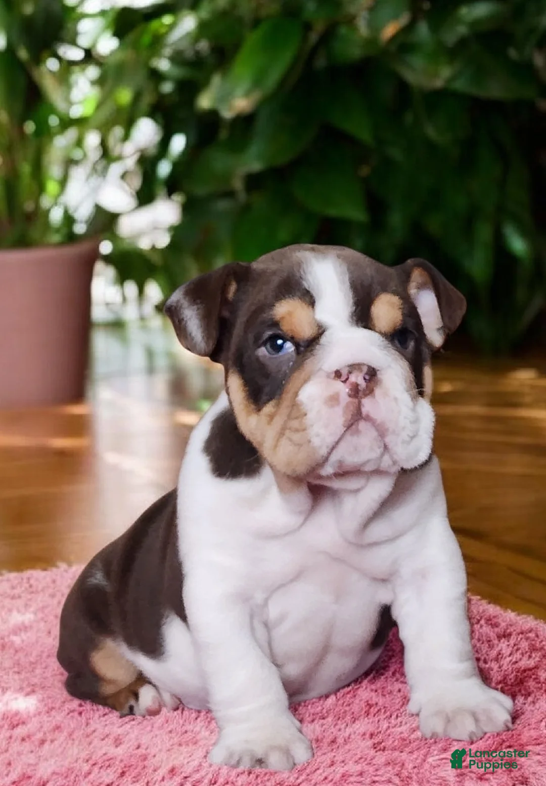 English Bulldog dogs for sale: Health clear Snickers  - Ad 7