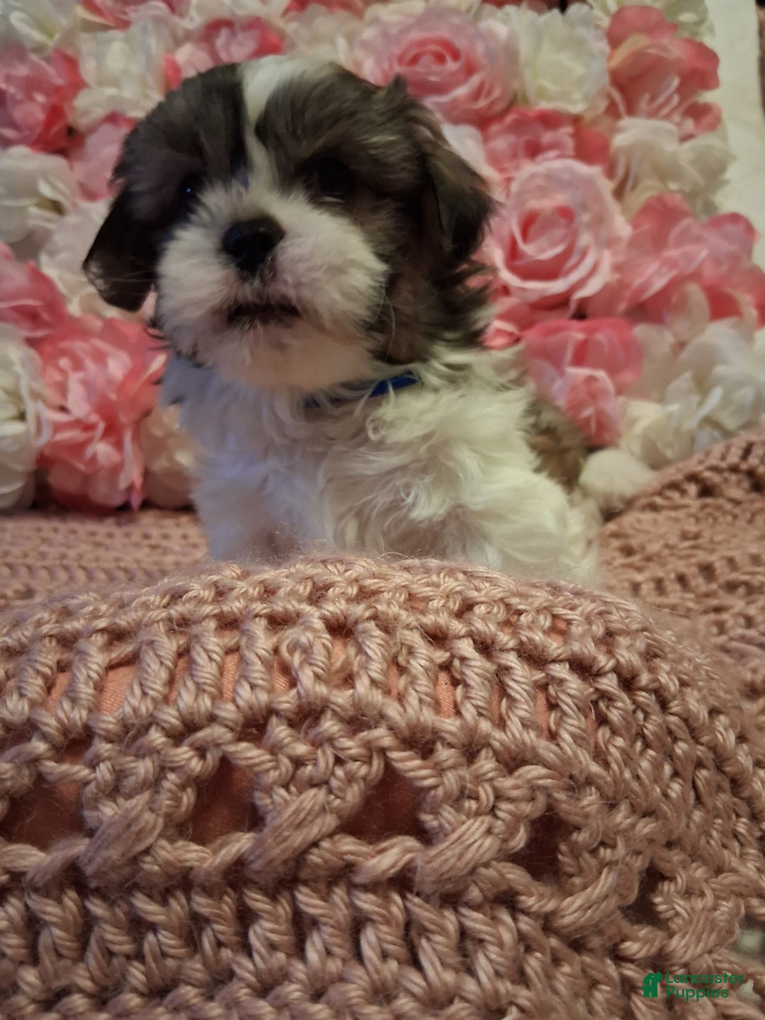 Shih Tzu dogs for sale: Winston  - Ad 2