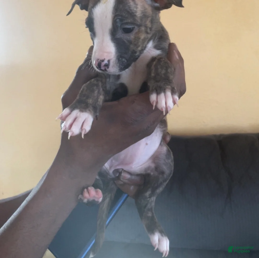 American Pit Bull Terrier dogs for sale: Nina - Ad 1