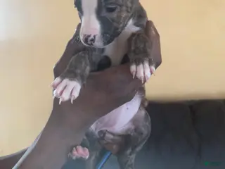 American Pit Bull Terrier dogs Nina - Ad 31