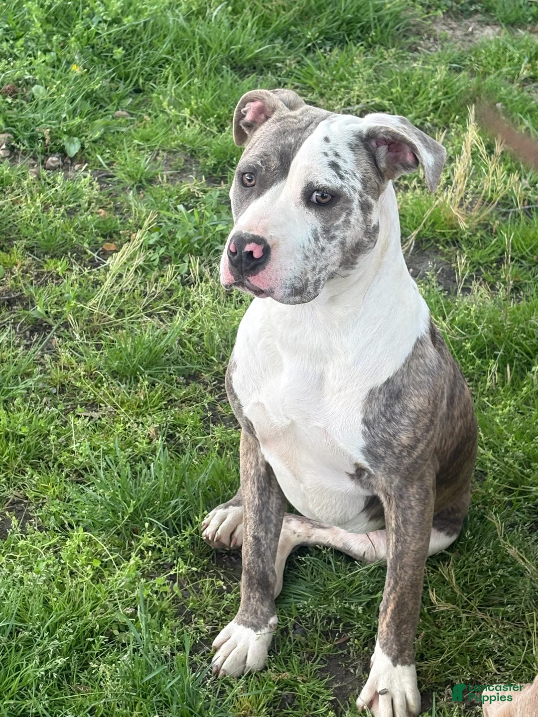 Mixed Breed dogs for sale: Zophia - Ad 1