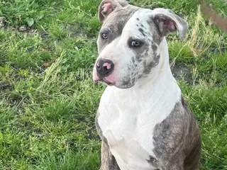 Mixed Breed dogs for sale: Zophia - Ad 1