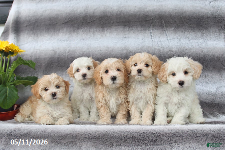 Maltipoo dogs Skippy - Ad 2