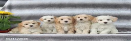 Maltipoo dogs for sale: Skippy - Ad 2