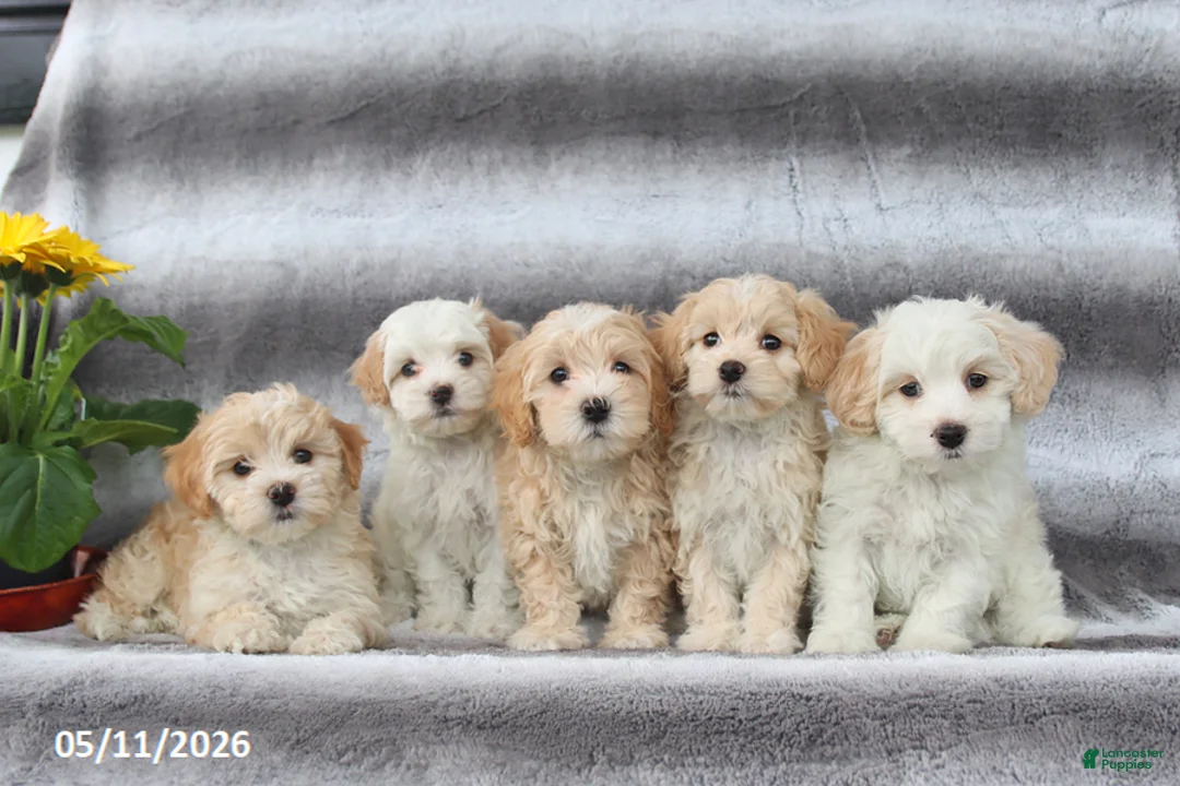 Maltipoo dogs for sale: Skippy - Ad 2