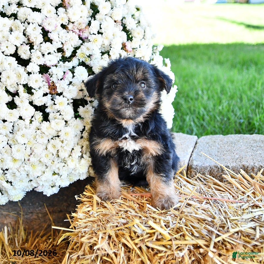 Theo (Yorkiepoo, Male) in Fredericksburg, OH