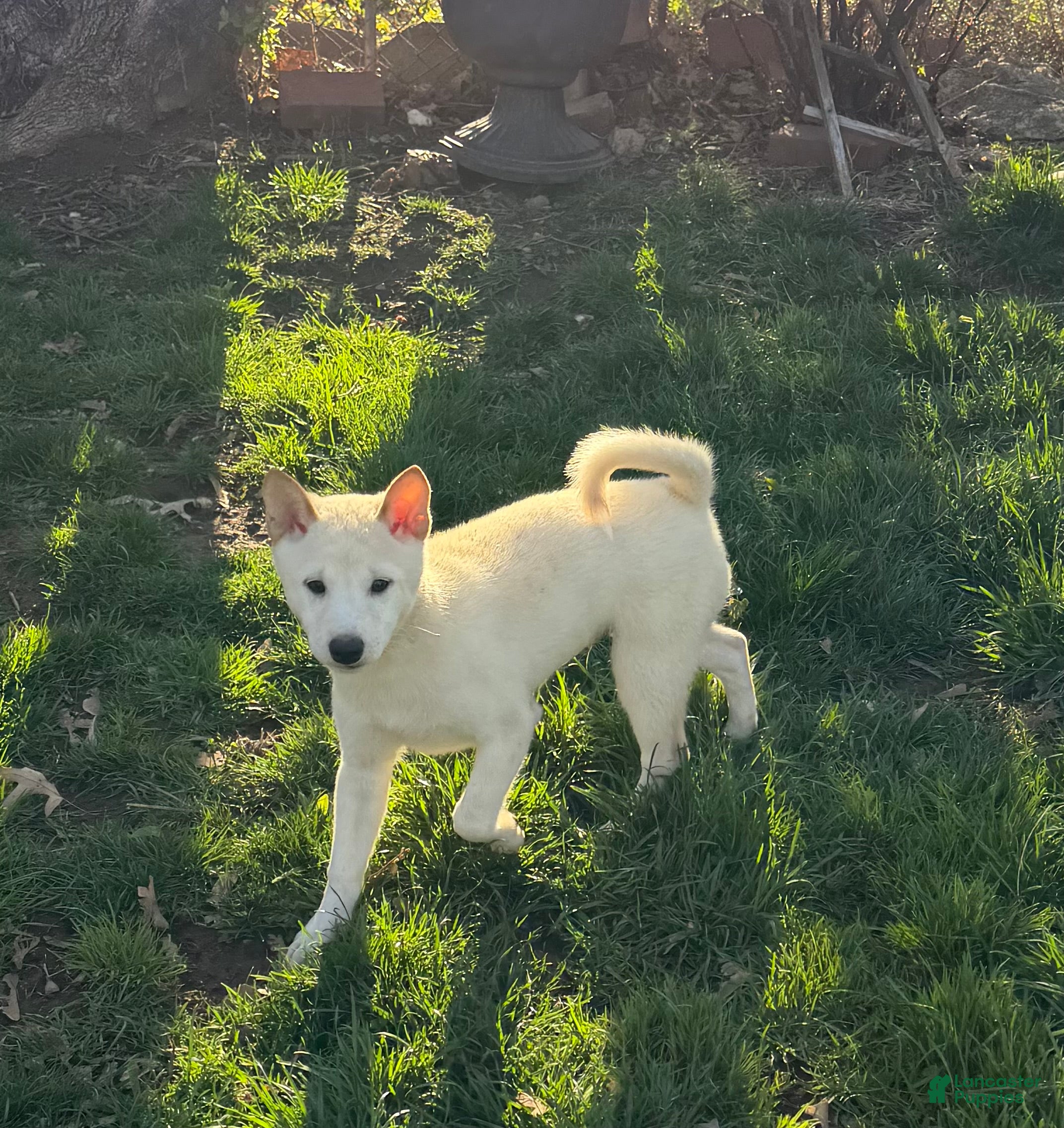 Shiba Inu dogs Hachi - Ad 1