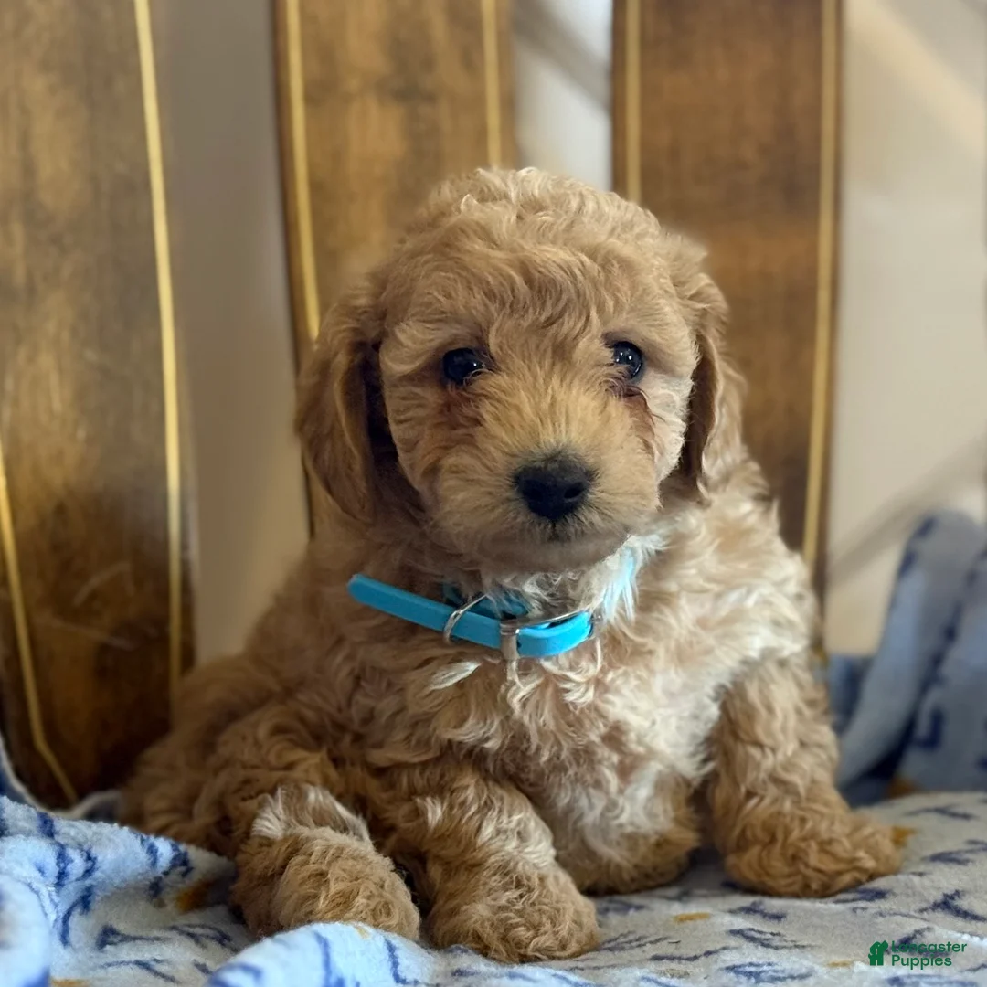 Bichpoo dogs for sale: Becky - Ad 2