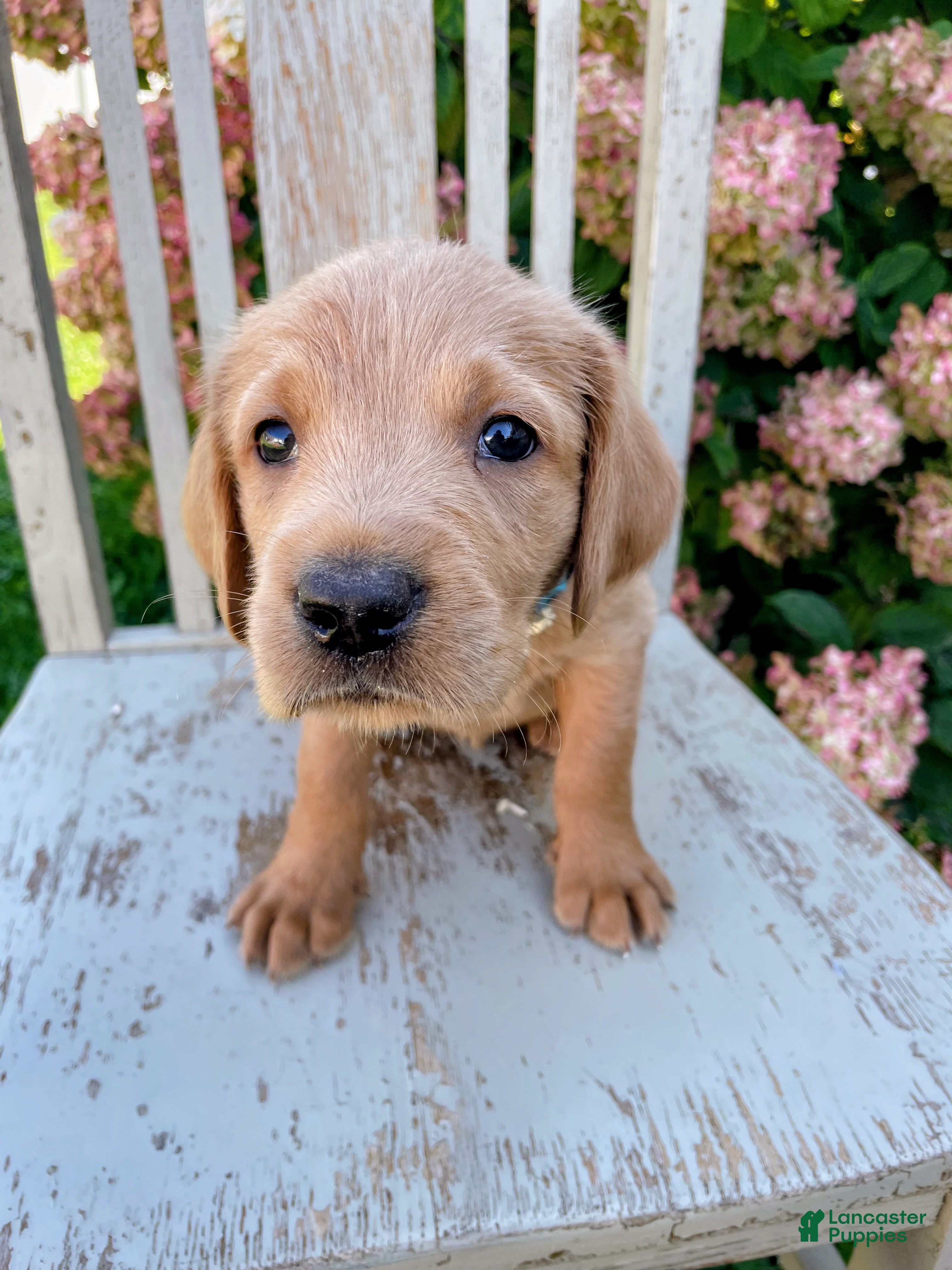 Mixed Breed dogs Freddy - Ad 12