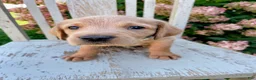 Mixed Breed dogs for sale: Freddy - Ad 1