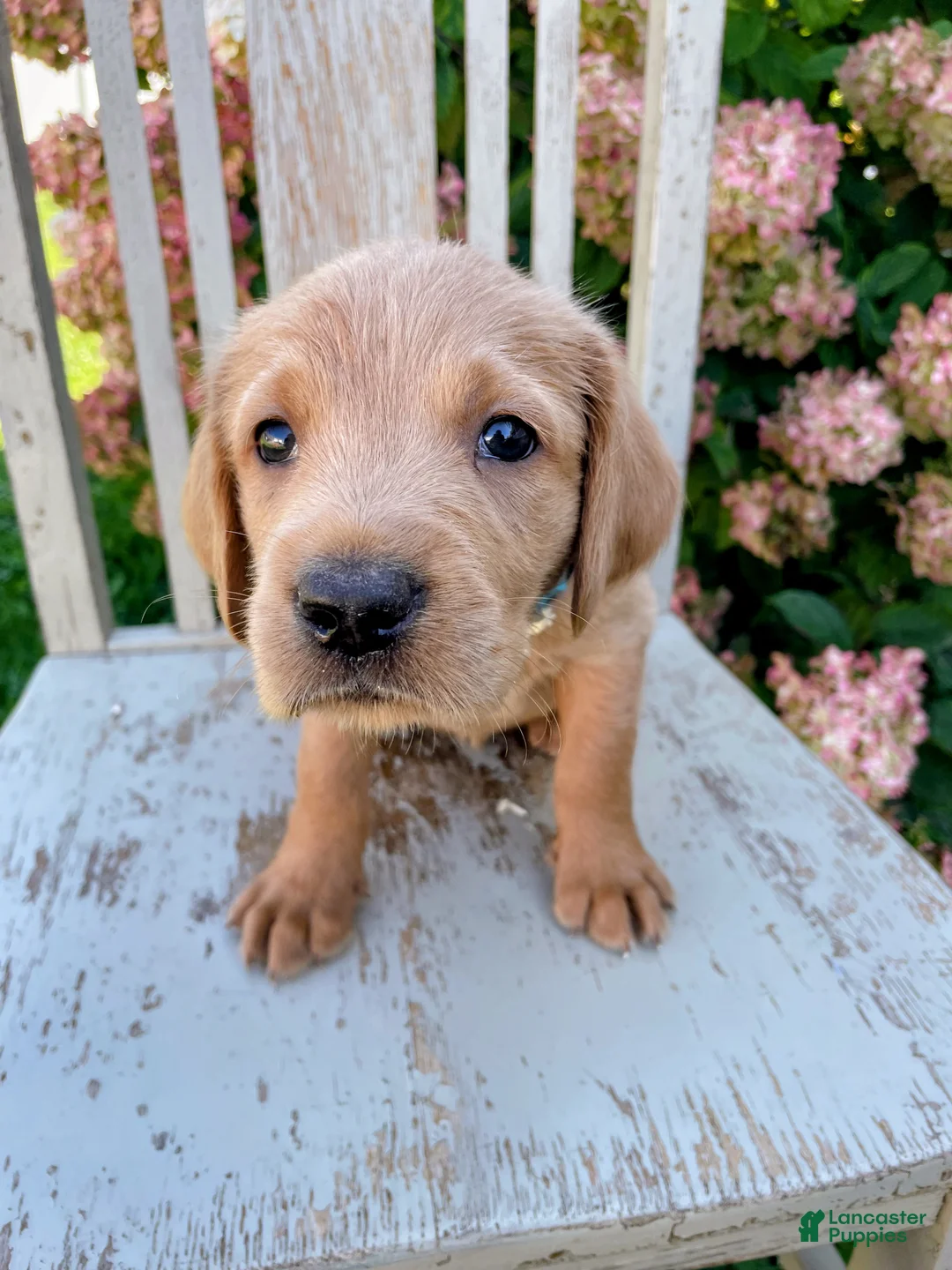 Mixed Breed dogs for sale: Freddy - Ad 1