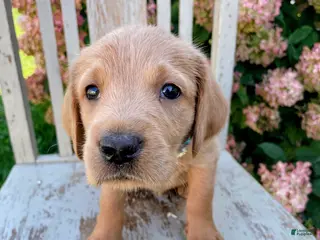 Mixed Breed dogs Freddy - Ad 12