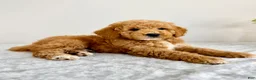 Mini Goldendoodle dogs for sale: Grayson  - Ad 6