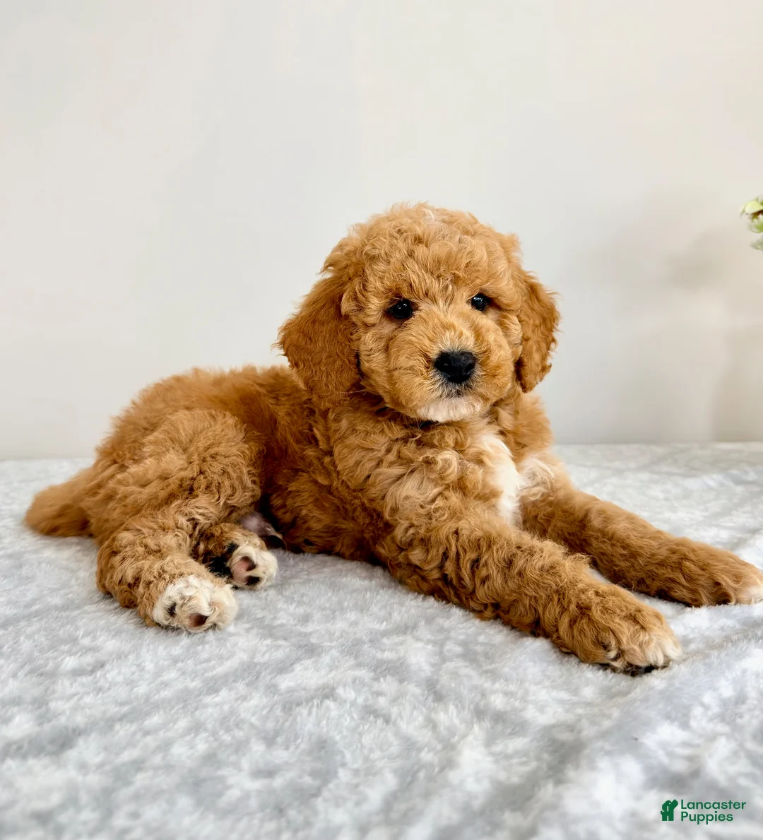 Mini Goldendoodle dogs for sale: Grayson  - Ad 6
