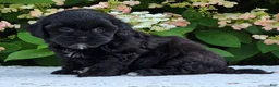 Shihpoo dogs for sale: Hope - Ad 3