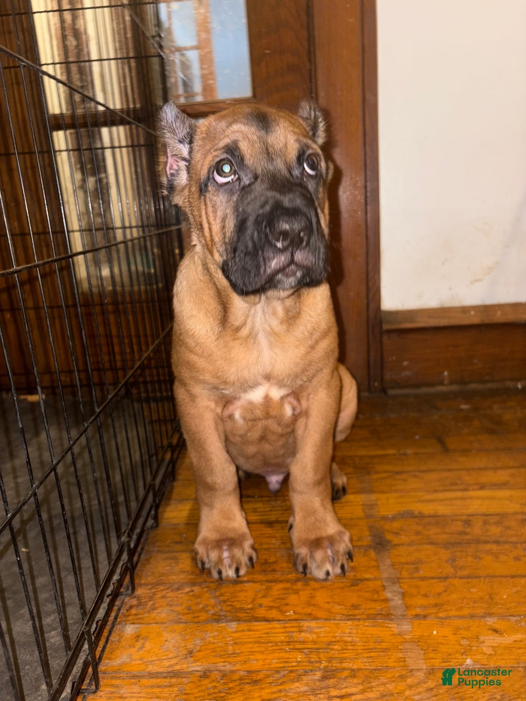 Cane Corso dogs for sale: Cane Corso Puppy 1 - Ad 2