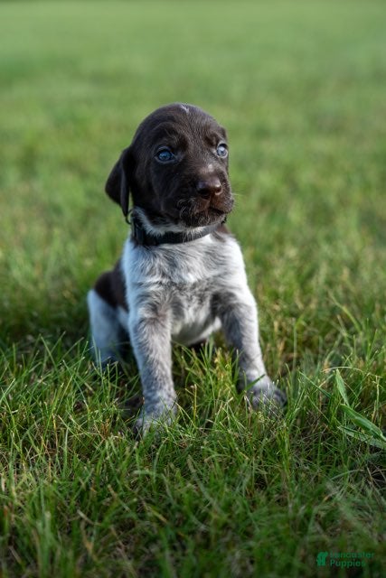 German Wirehaired Pointer dogs Boy 1 (Black Collar) - Ad 2