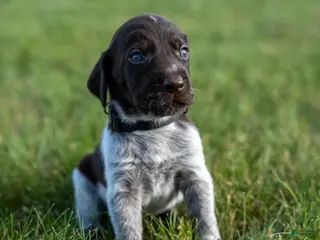 German Wirehaired Pointer dogs Boy 1 (Black Collar) - Ad 2