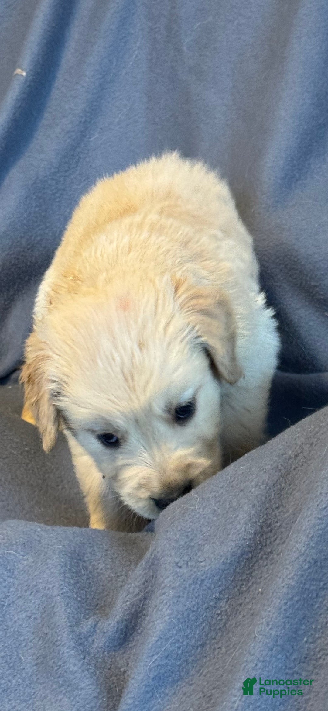 Golden Retriever dogs for sale: Golden Retriever Puppy 1 - Ad 4