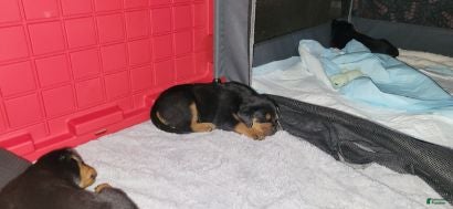 Rottweiler dogs Rottweiler Puppy 4 - Ad 3