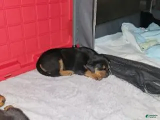 Rottweiler dogs Rottweiler Puppy 4 - Ad 3