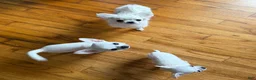 Chihuahua dogs for sale:  Puppy 1 - Ad 2