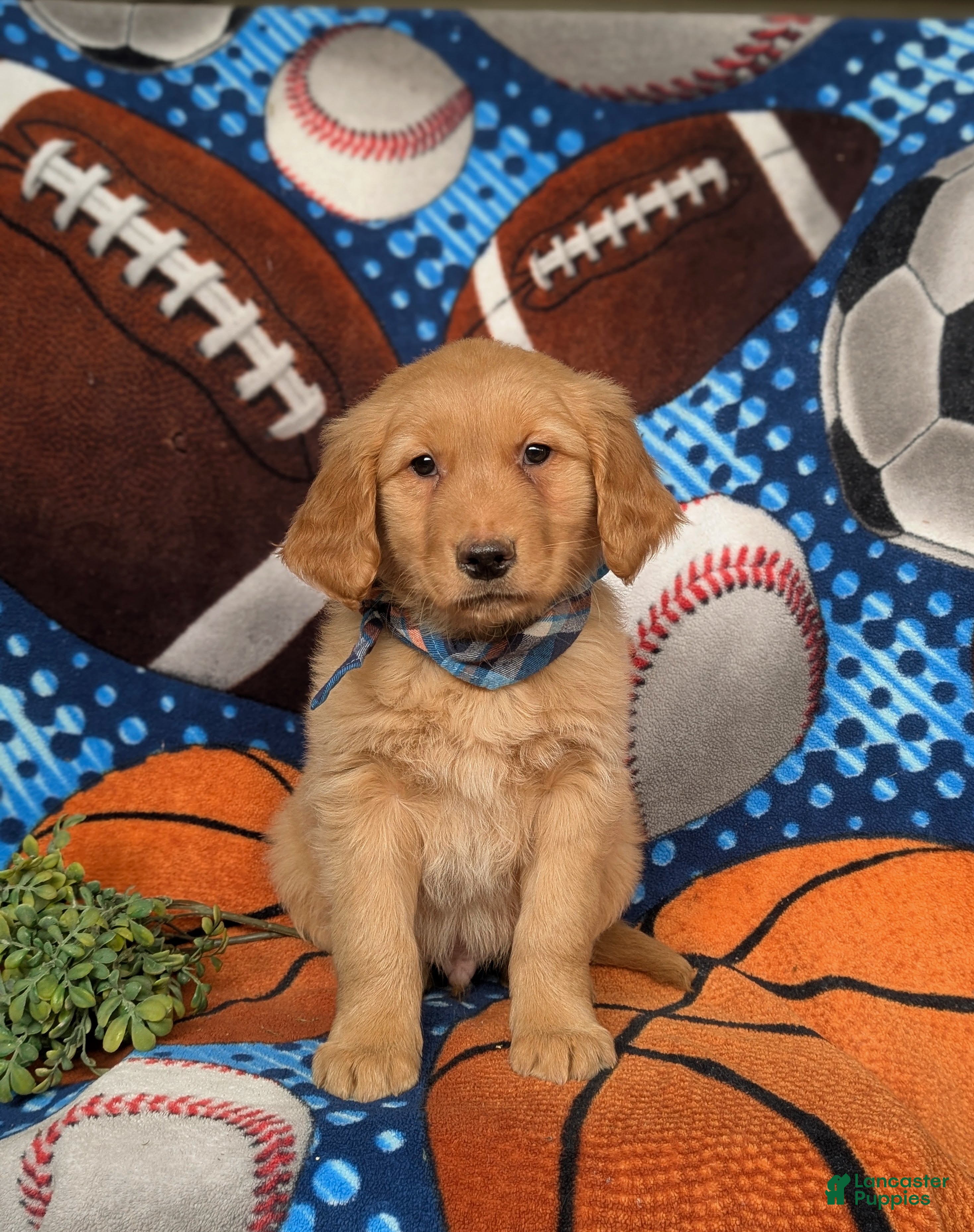 Golden Retriever dogs Fletcher - Ad 2